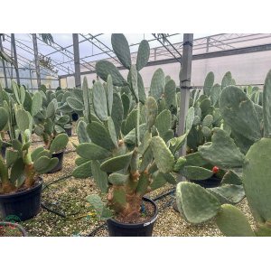 Opuncia figová (Opuntia ficus) ´INDICA´ - výška 150-180 cm, kont. C90L (-5°C)